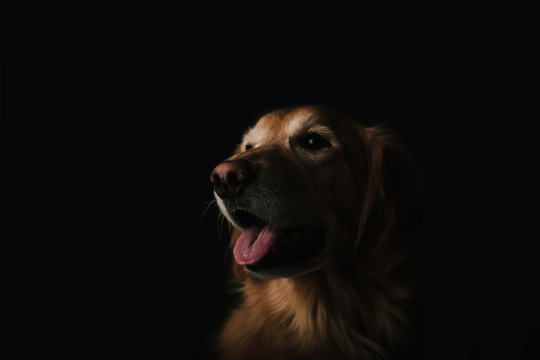Förslag på hundnamn till en hane illustration
